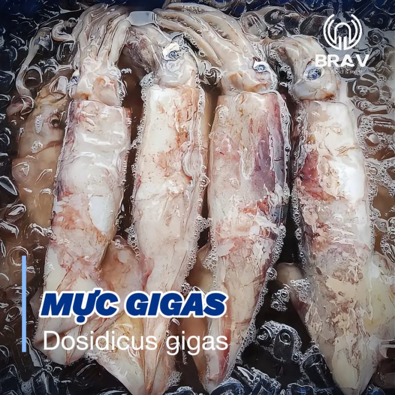 Mực gigas
